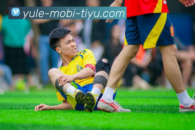 乐鱼体育平台生态图